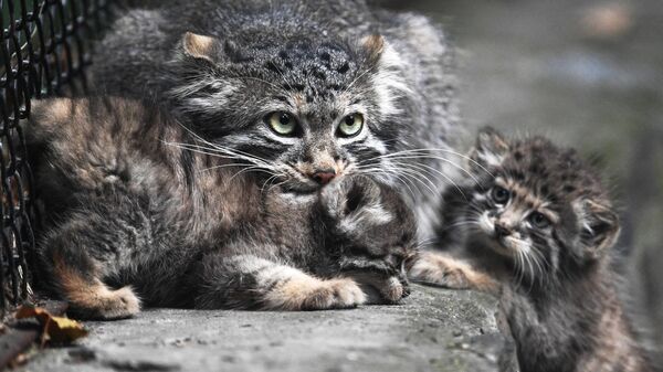 Самка манул с детенышами в Новосибирском зоопарке